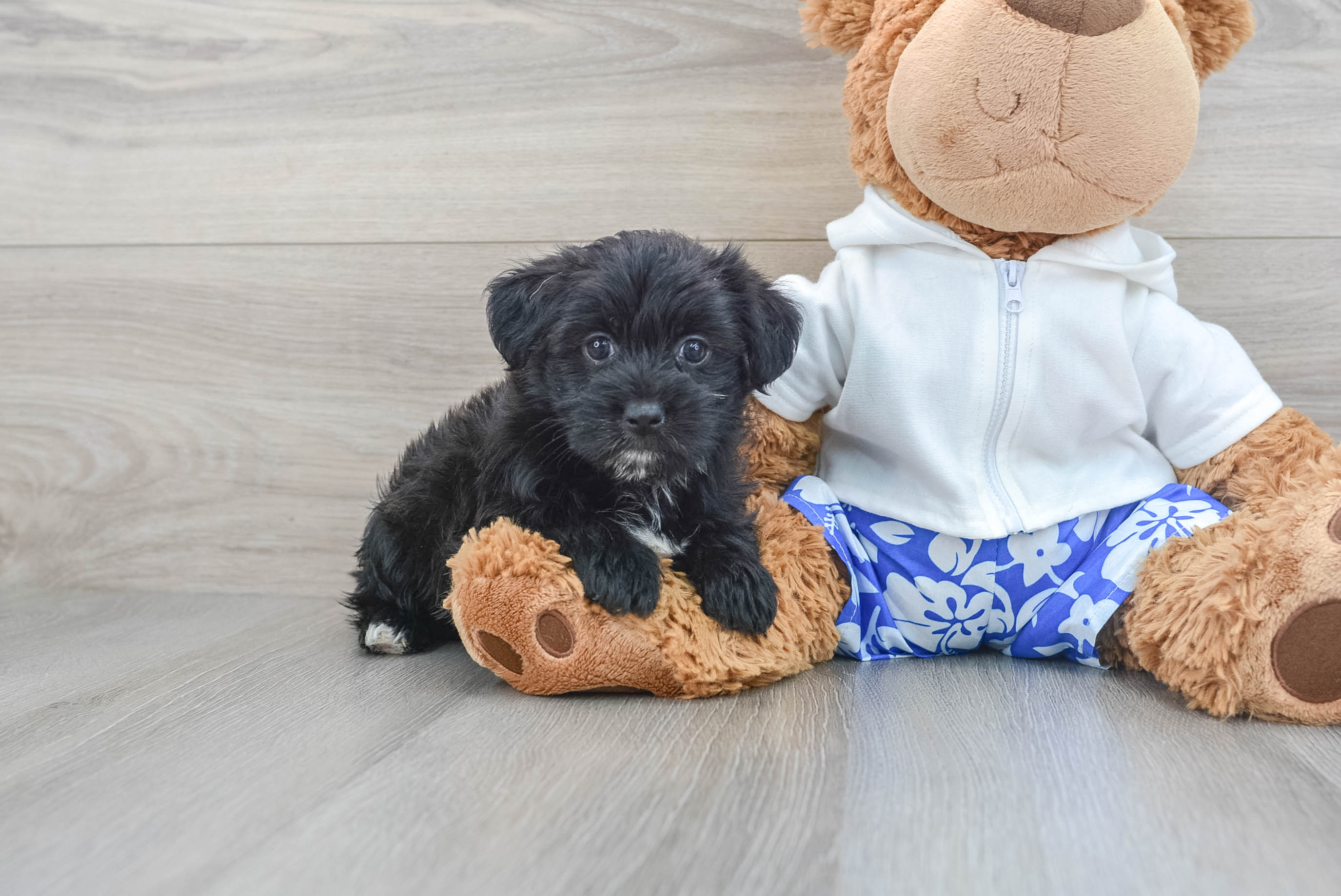 Best Morkie Baby