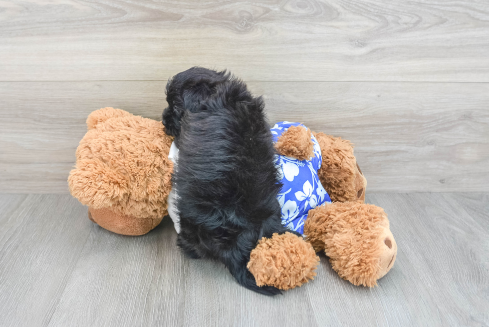 Morkie Puppy for Adoption