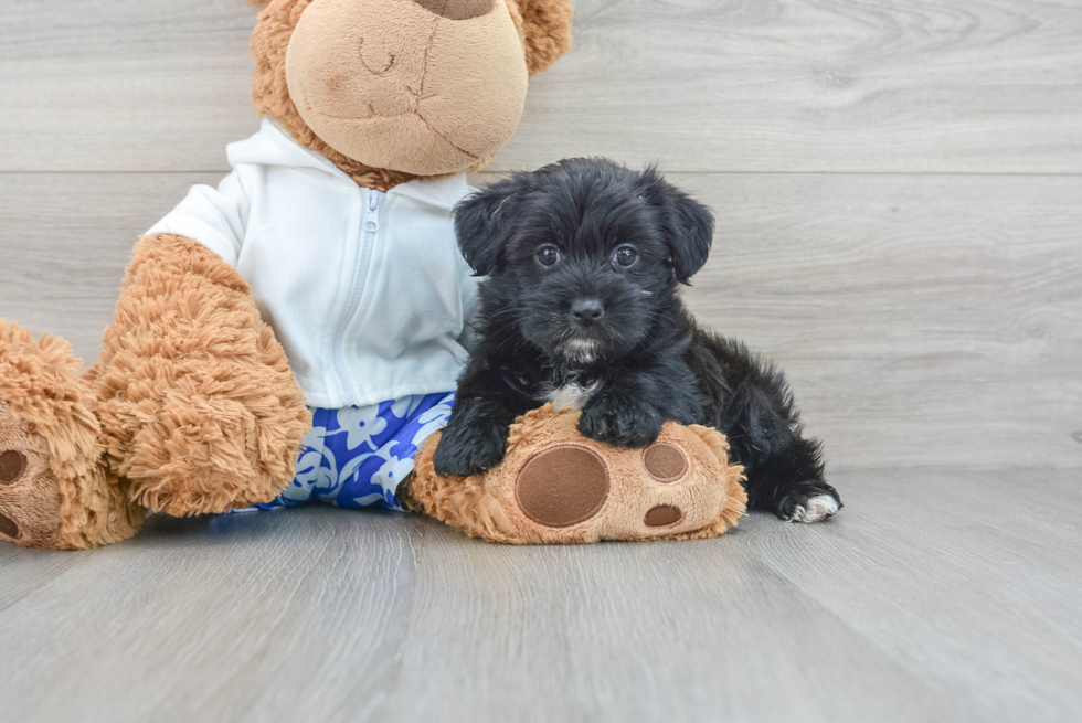 Morkie Pup Being Cute