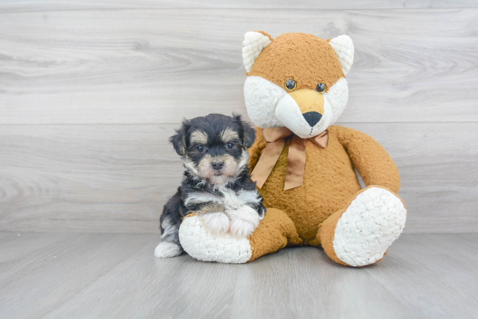 Best Morkie Baby