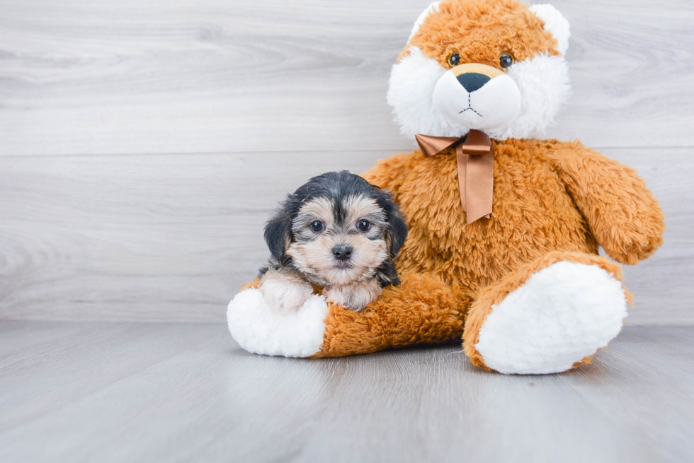 Funny Morkie Designer Pup