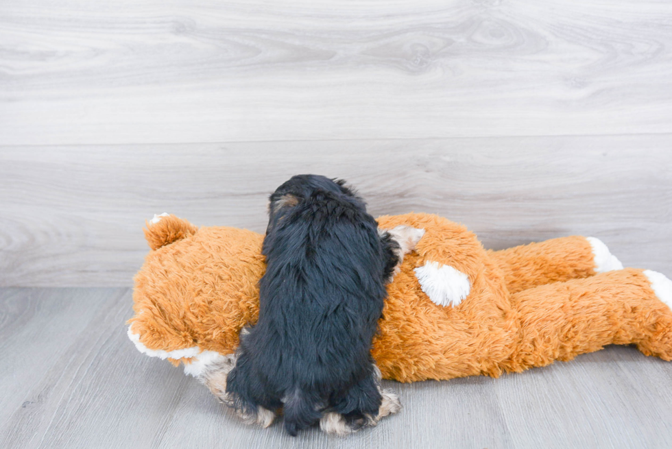 Morkie Pup Being Cute