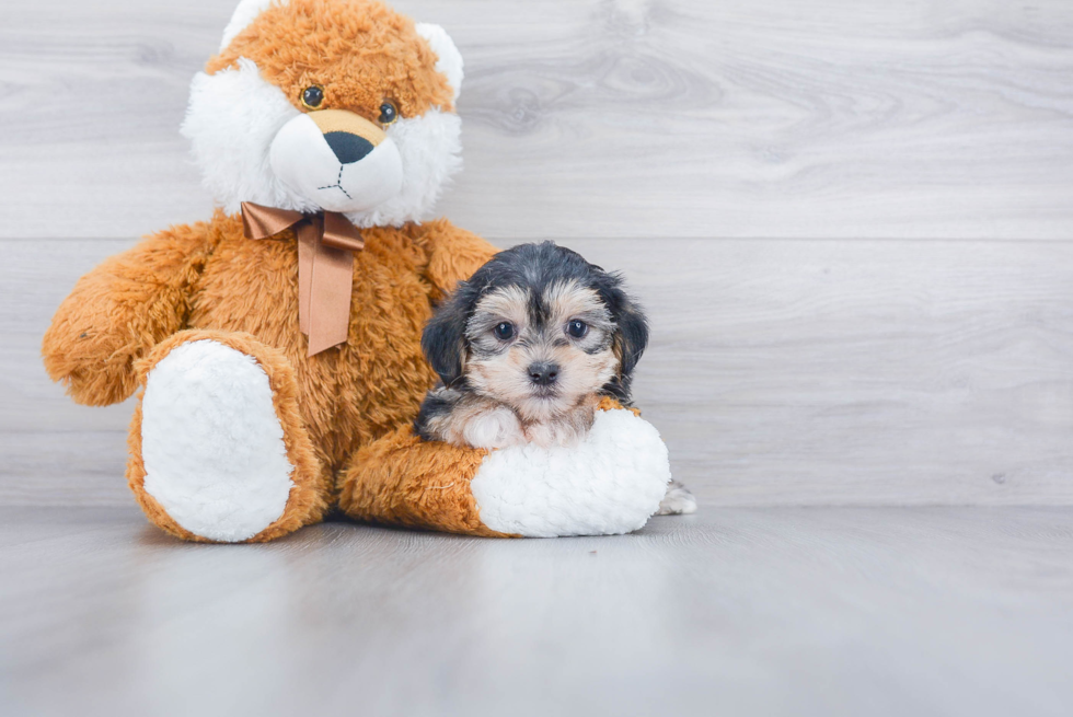 Hypoallergenic Yorkie Designer Puppy