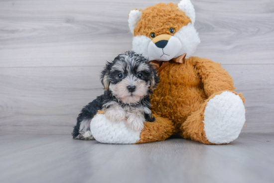 Morkie Pup Being Cute
