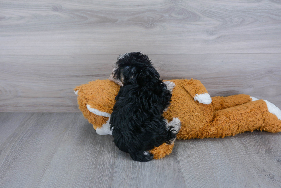 Friendly Morkie Baby