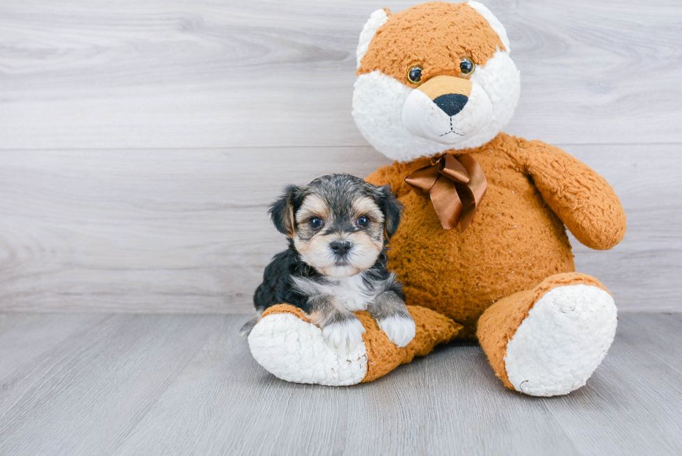 Sweet Morkie Baby