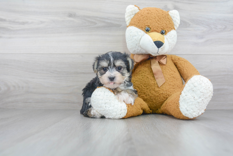 Playful Yorkie Designer Puppy