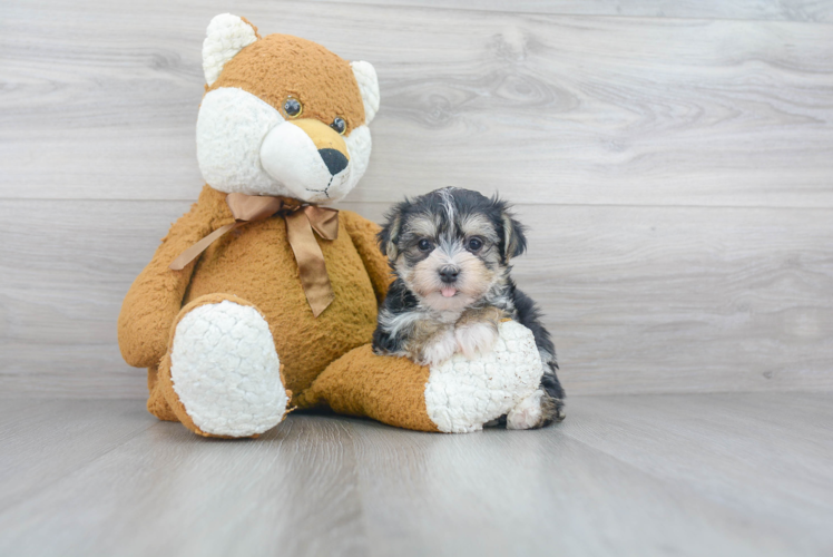 Playful Yorkie Designer Puppy