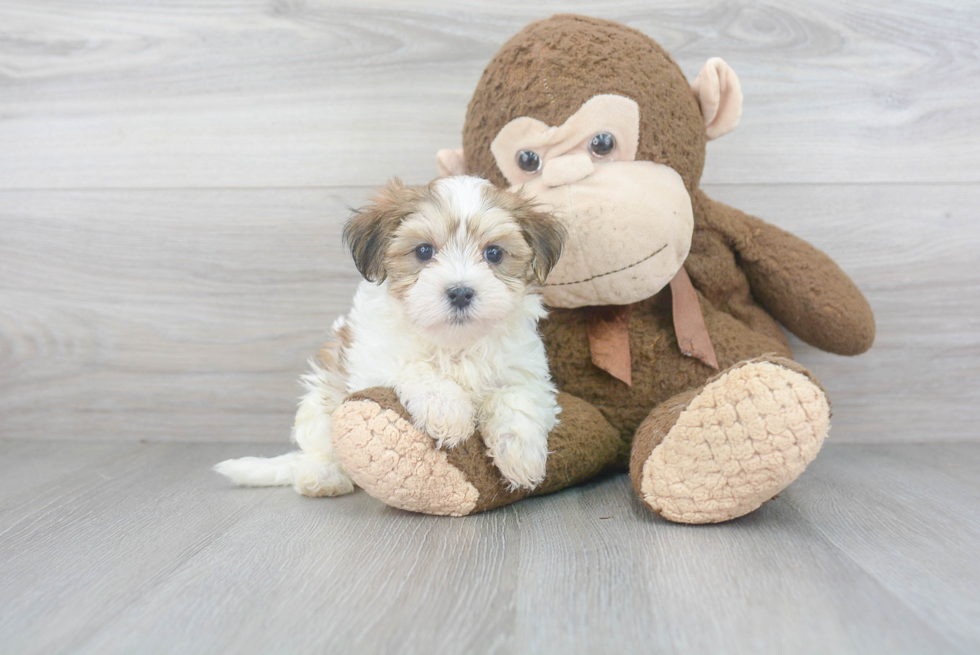 Friendly Morkie Baby