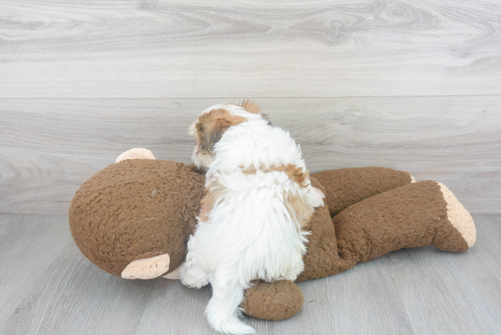 Morkie Pup Being Cute