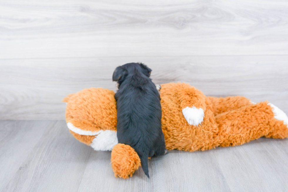 Morkie Puppy for Adoption