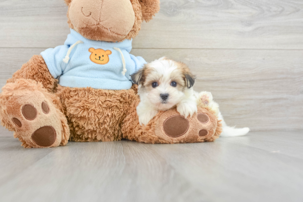 Little Yorktese Designer Puppy