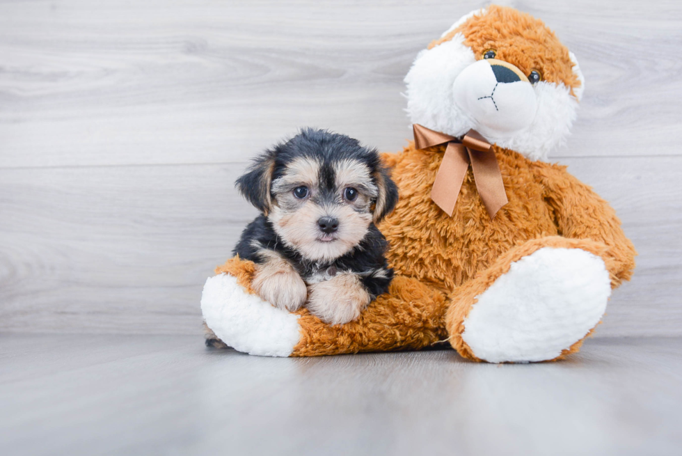 Funny Morkie Designer Pup