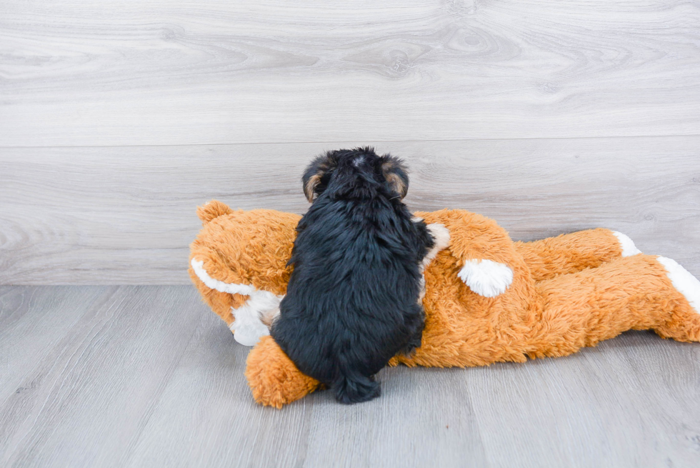 Funny Morkie Designer Pup