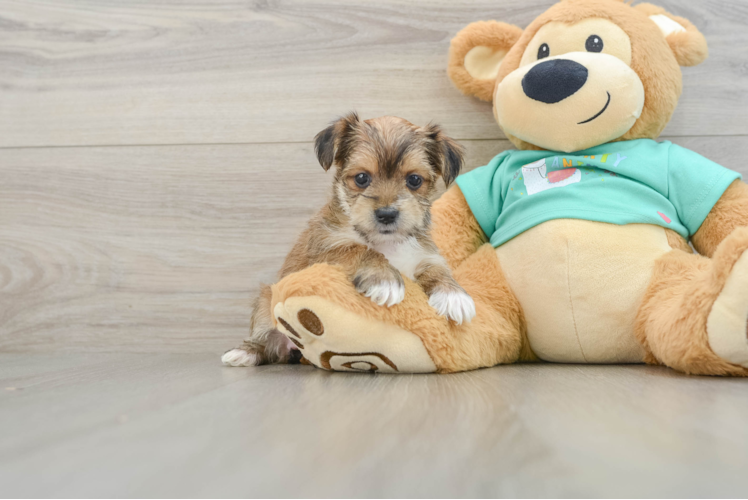 Smart Morkie Designer Pup