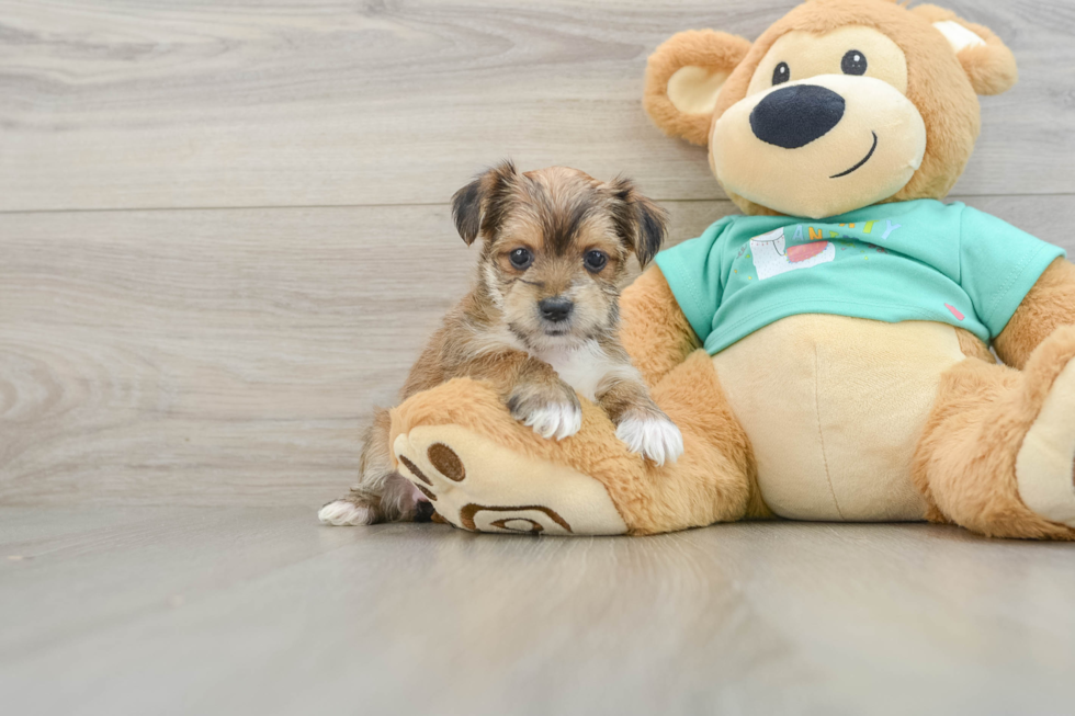 Smart Morkie Designer Pup