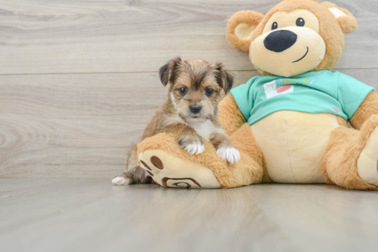 Smart Morkie Designer Pup