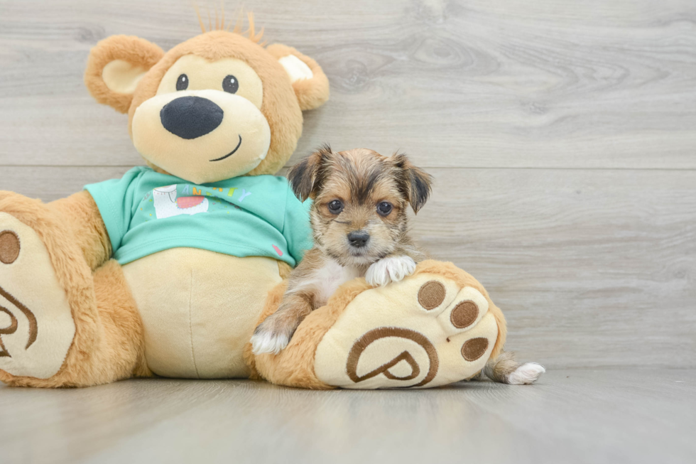 Morkie Puppy for Adoption