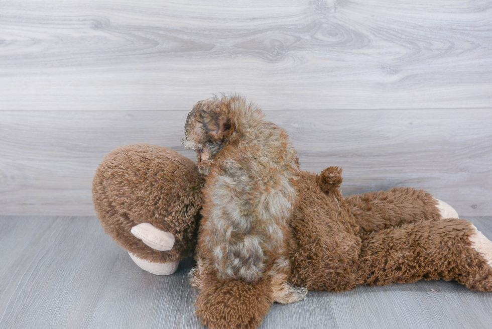 Morkie Pup Being Cute