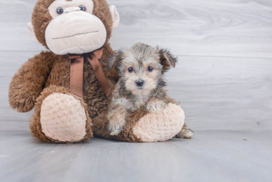 Adorable Yorkie Designer Puppy