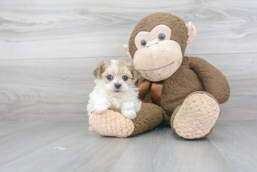 Morkie Pup Being Cute