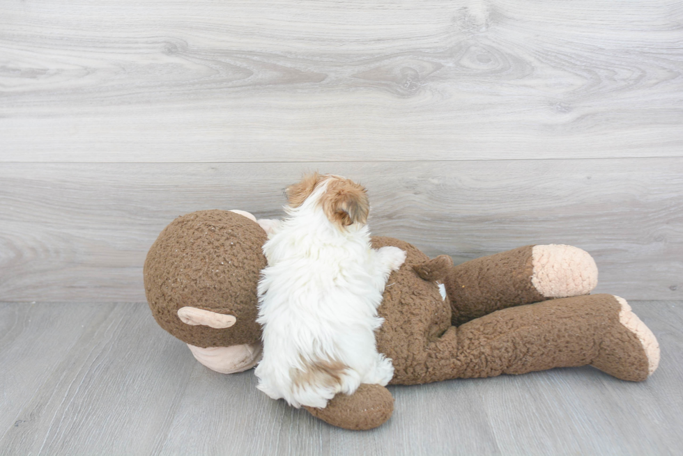 Morkie Pup Being Cute