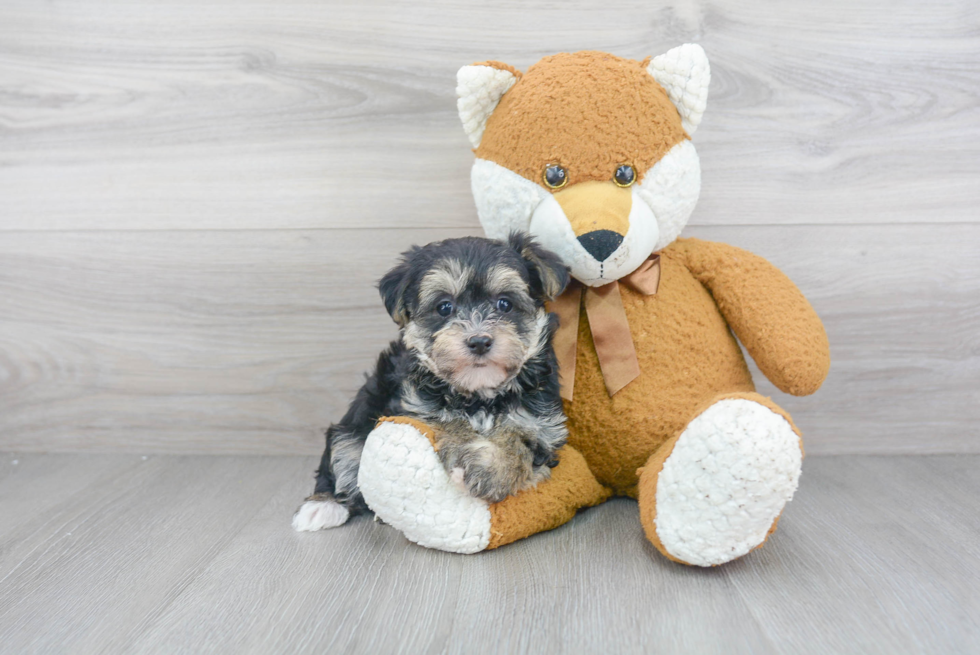 Best Morkie Baby