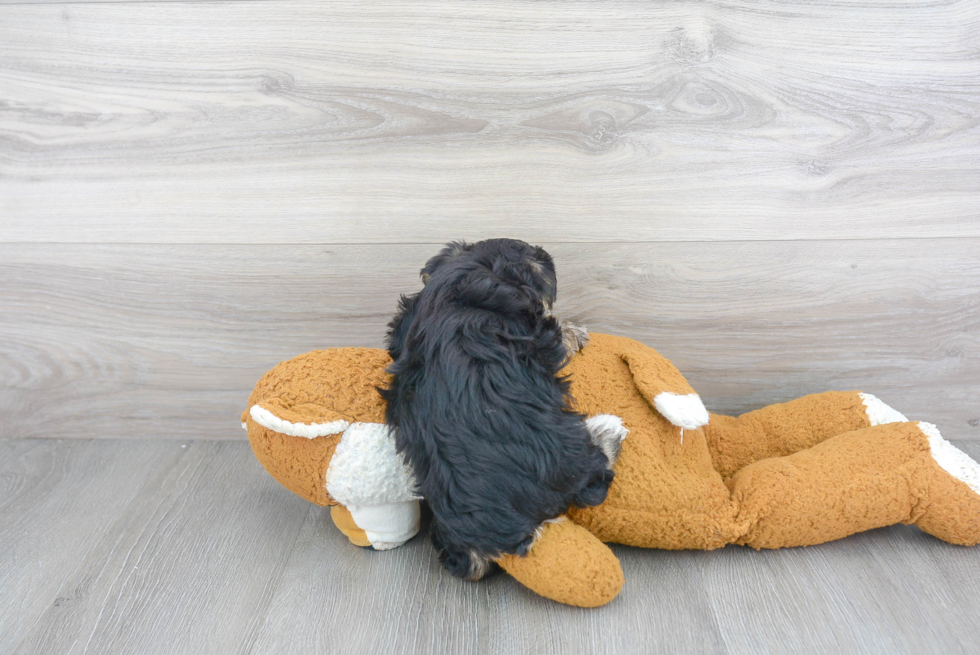 Morkie Puppy for Adoption