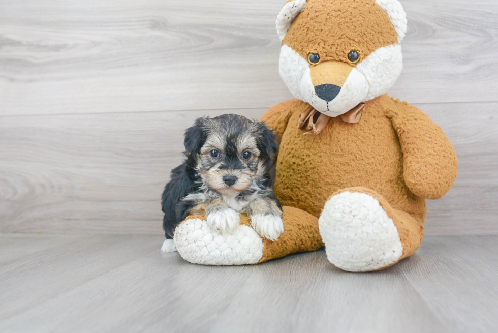 Morkie Pup Being Cute