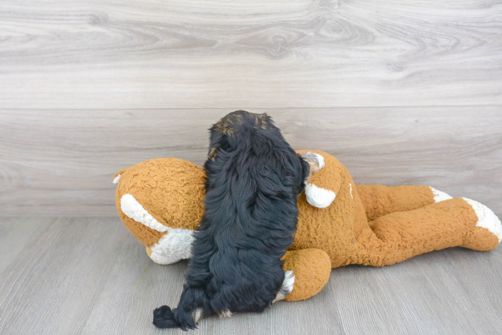 Morkie Pup Being Cute