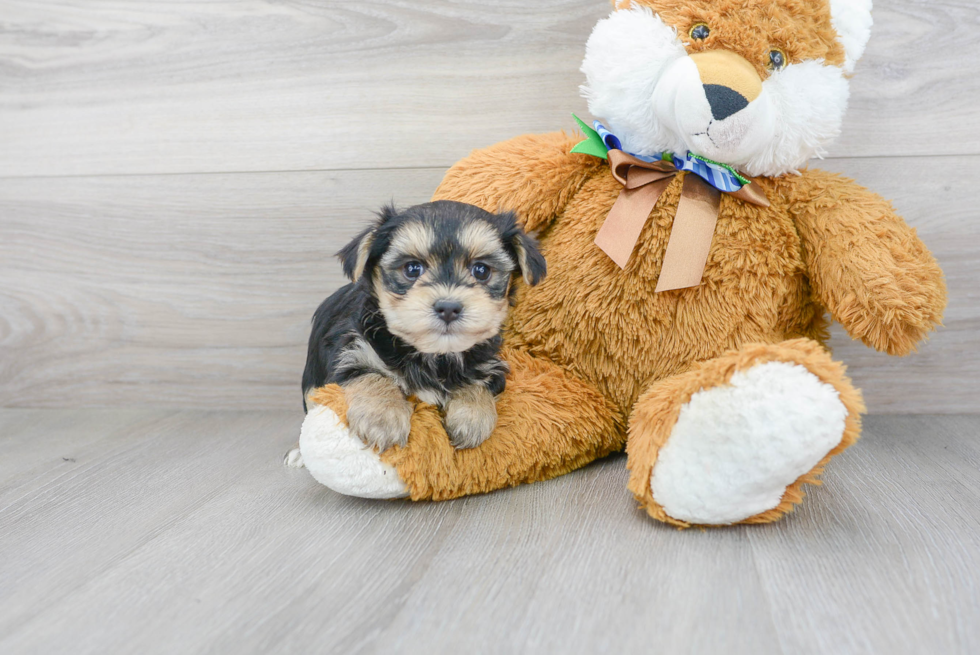 Funny Morkie Designer Pup