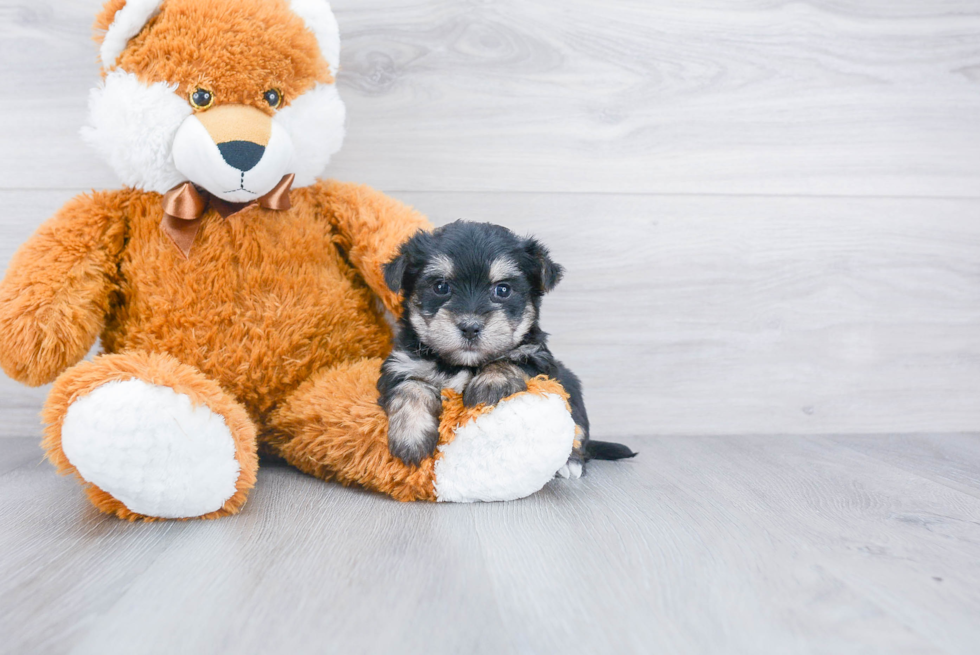 Smart Morkie Designer Pup
