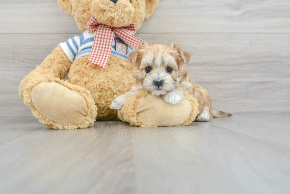 Morkie Pup Being Cute