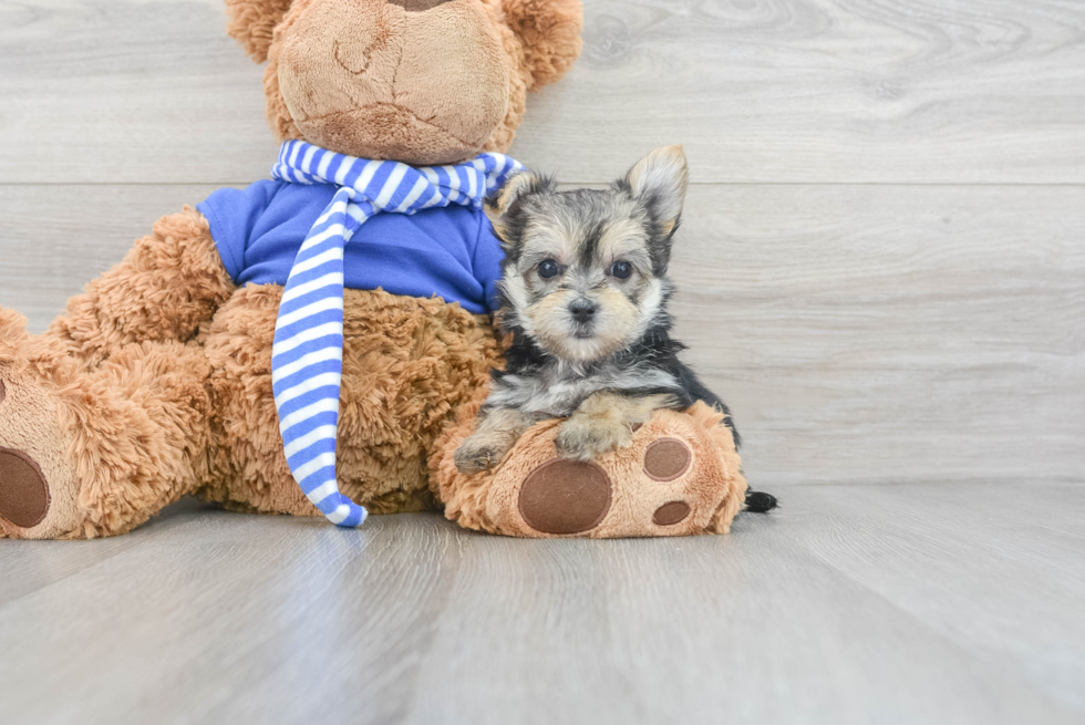 Hypoallergenic Yorkie Designer Puppy