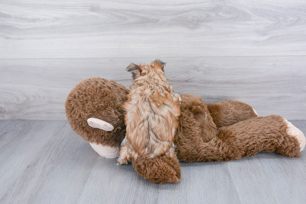 Adorable Yorkie Designer Puppy