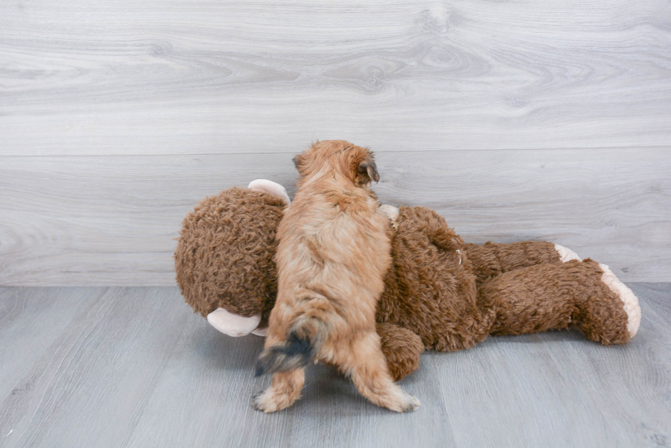 Morkie Pup Being Cute