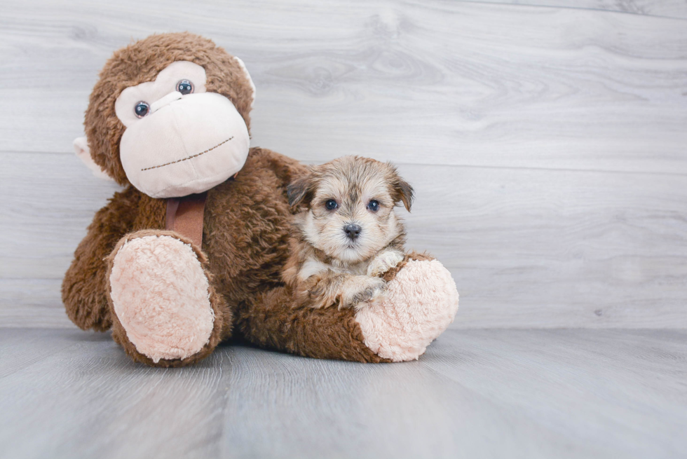 Hypoallergenic Yorkie Designer Puppy