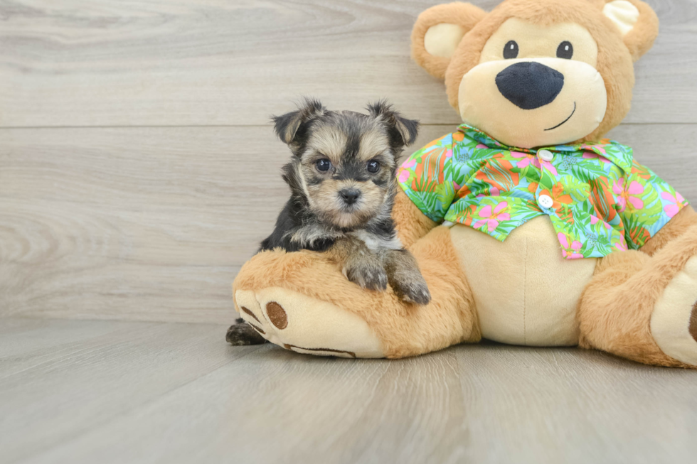 Hypoallergenic Yortese Designer Puppy