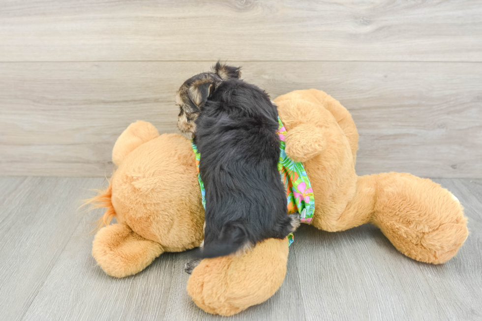 Little Maltiyork Designer Puppy