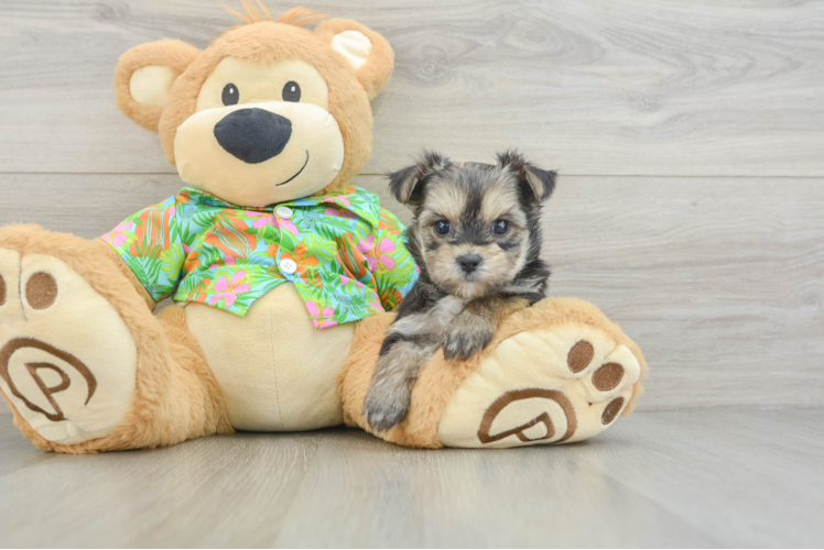 Hypoallergenic Maltiyork Designer Puppy