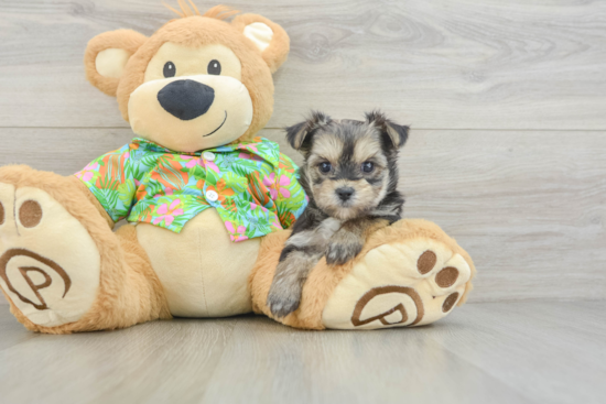 Hypoallergenic Maltiyork Designer Puppy