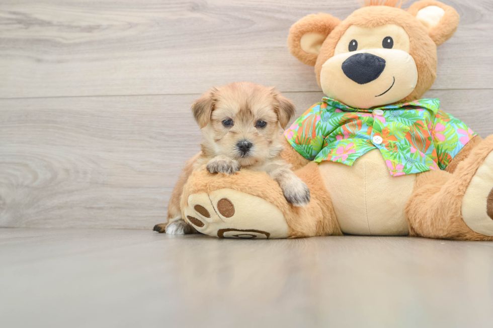 Morkie Pup Being Cute