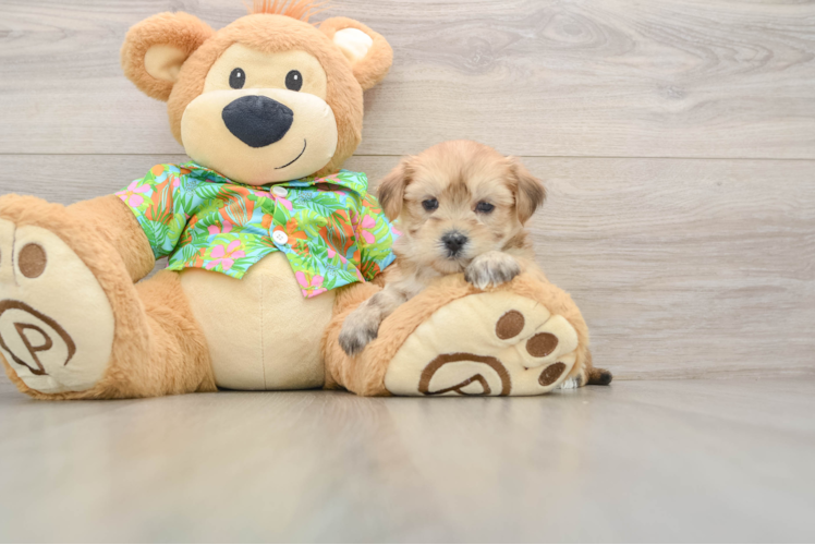 Adorable Yorktese Designer Puppy