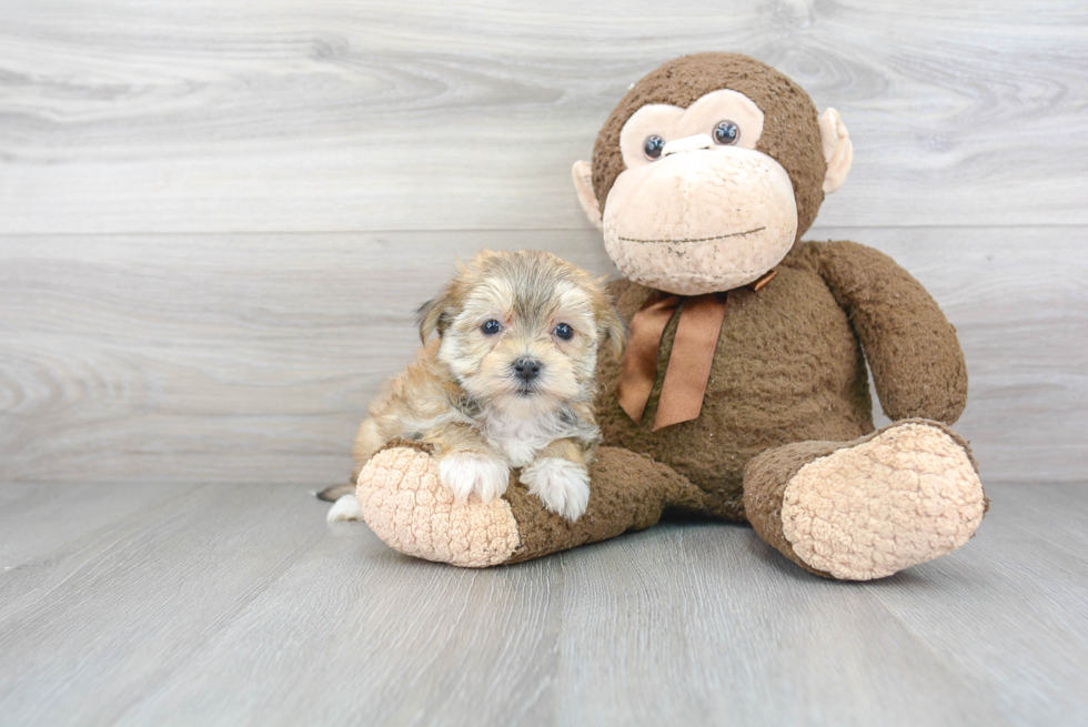 Petite Morkie Designer Pup