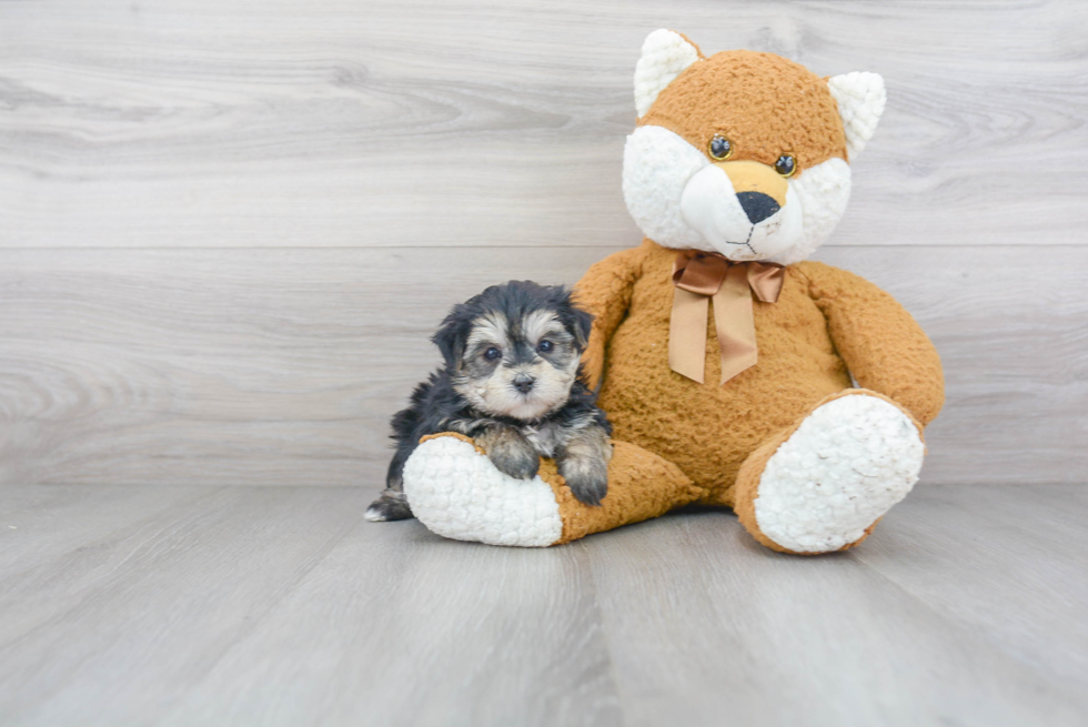 Morkie Pup Being Cute