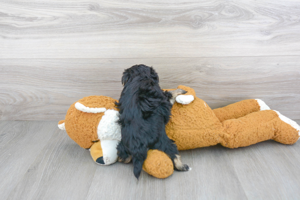 Fluffy Morkie Designer Pup