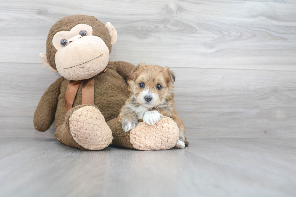 Hypoallergenic Yorkie Designer Puppy