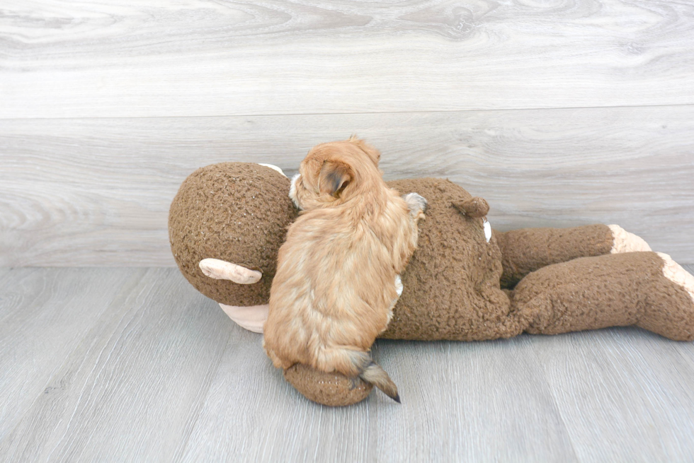 Little Yorkie Designer Puppy