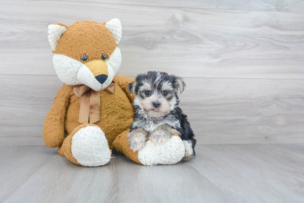 Adorable Yorkie Designer Puppy