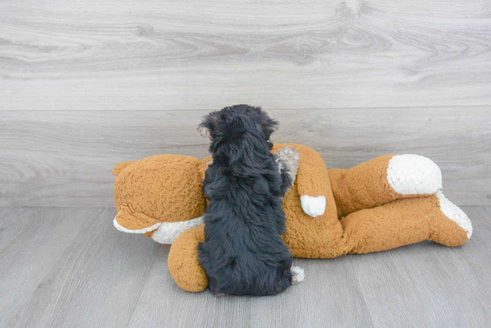 Friendly Morkie Baby